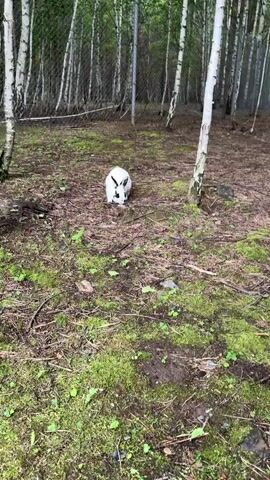 A black and white rabbit sits in a forest clearing. The rabbit is facing the camera. The rabbit is white with black markings on its ears and face. The rabbit is sitting on the ground, which is covered in leaves and moss. There are trees in the background.