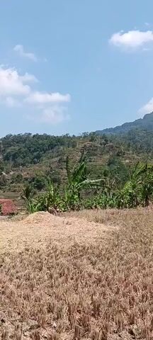 The video pans across a rural landscape under a bright blue sky with scattered white clouds. In the foreground, a harvested field of dry straw lies in rough piles. Behind the field, a cluster of banana trees stands tall, interspersed with other lush green vegetation. Further back, terraced hillsides are visible, dotted with scattered trees and some structures with red tile roofs, suggesting a small village or settlement. The scene transitions to a concrete path winding through the village, bordered by more banana trees and greenery. The path leads past several small buildings with open-air shelters and traditional-looking houses. The camera then focuses on a dragon fruit plant with its characteristic spiky green stems and branches. The overall impression is of a serene, agrarian environment with a lush, hilly backdrop.