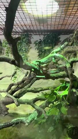 A green lizard is resting on branches inside an enclosure. The enclosure is decorated with artificial plants and a light fixture is positioned on top of a wire mesh covering the enclosure. A voice can be heard in the background.