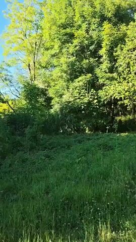 This video shows a scenic view of a grassy area with lush green trees under a clear blue sky. The sun is shining, casting dappled shadows on the ground, suggesting it is daytime, likely late afternoon given the warm lighting. The scene appears to be a rural or semi-rural setting, possibly a backyard or a park, with dense foliage and trees creating a natural, serene environment.

There are no people visible in the video. The primary subjects are the trees, abundant grass, and a hint of a fence post and a utility pole, indicating a degree of human presence in the area but not direct activity. A light-colored object, possibly a piece of furniture or equipment, is partially visible behind a tree in the distance, as well as a brown object that could be an animal or a piece of discarded material.

The overall atmosphere is peaceful and tranquil, with the natural elements dominating the frame. The camera pans slowly, allowing the viewer to take in the details of the greenery and the play of light and shadow. There is no discernible activity or event taking place, beyond the gentle sway of the leaves in what might be a light breeze. No text is visible in the video. The location context suggests this is a view from Akhmetovskaya, Russia.