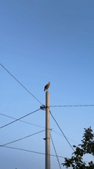 White stork on a utility pole, late afternoon into dusk.