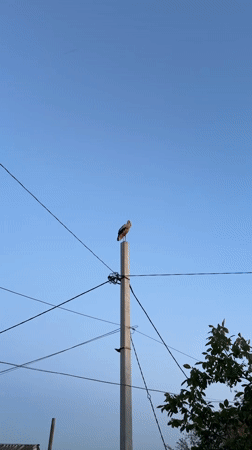 White stork on a utility pole, late afternoon into dusk.