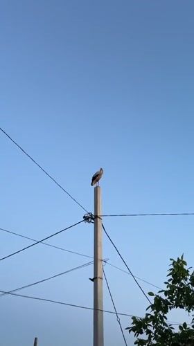 White stork on a utility pole, late afternoon into dusk.