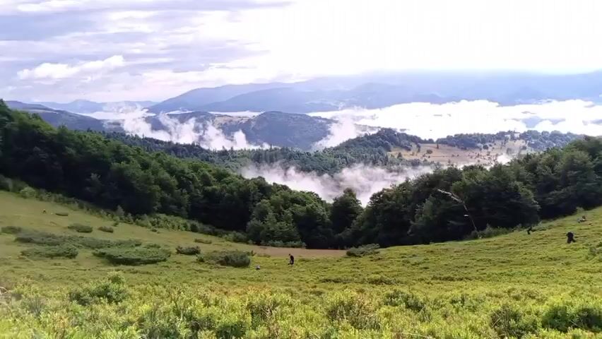 The video captures a panoramic view of a lush, green mountainous landscape under a partly cloudy sky. The foreground is dominated by low-lying green shrubs and bushes. In the midground, a grassy slope dotted with scattered trees and more low-lying vegetation stretches upwards. Several small figures, appearing to be people, are visible scattered across the slope, engaged in activity that suggests they might be gathering something. The background reveals a vast expanse of rolling hills and mountains, with some peaks obscured by a layer of white clouds or fog that settles in the valleys, creating a sense of depth and a misty atmosphere. The overall scene conveys a serene, natural environment, possibly during a time of harvest or foraging.