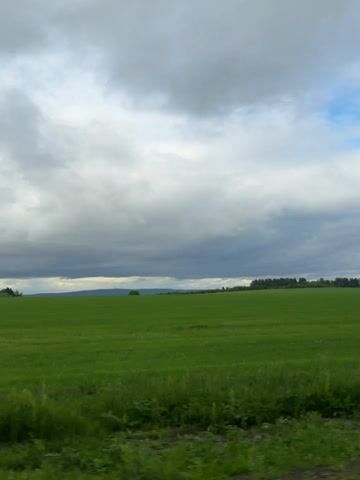 A video captures a wide-angle view of a field from a moving vehicle. The field, which is light green, covers the bottom half of the frame and is bordered by dark green grass and plants in the foreground. In the midground, a dark tree line stretches horizontally across the screen, beneath a cloudy sky. The horizon line in the far distance is blurred and indistinct. The view pans slowly from left to right as the vehicle moves forward.