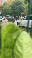 Feeding llamas through a fence at a Moscow animal enclosure
