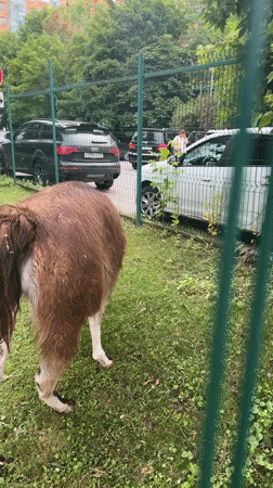 Feeding llamas through a fence at a Moscow animal enclosure