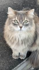 Cat with green eyes filmed on concrete in Perm