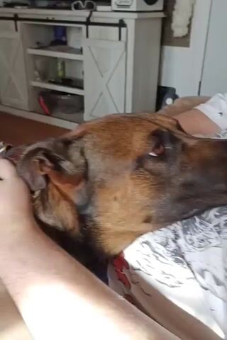 A close-up shot shows a German Shepherd dog resting its head on a person's chest. The person's arms are visible, with one hand stroking the dog's head. The dog has brown fur and dark markings. The person is wearing a white t-shirt with a black and white design. The background appears to be an indoor setting with furniture, possibly a living room.
