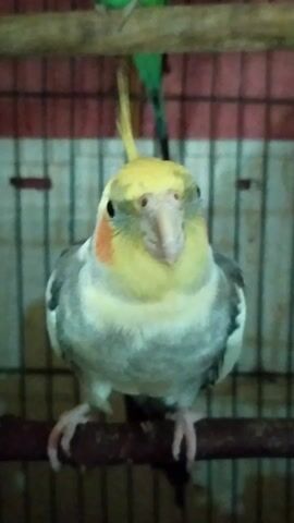 This media file is a short video clip featuring a cockatiel. The bird, with its distinctive yellow crest and orange cheek patches, is the central subject. It is perched on a wooden stick, which is part of a cage. The cage has a white metal grid in the background, with some red bars visible on the left side, suggesting an indoor setting. The lighting is dim, and the focus is primarily on the cockatiel, which is positioned close to the camera. The bird appears to be looking directly at the viewer, with its head tilted. Another bird, a green budgie, is partially visible in the background on the left. The video is approximately four seconds long and shows no discernible activity beyond the cockatiel's static pose. There is no visible text in the media file. The overall impression is that of a close-up shot of a pet bird in its enclosure.