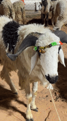 Decorated sheep spotted at illuminated castle entrance in Bengaluru