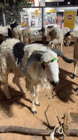 Decorated sheep spotted at illuminated castle entrance in Bengaluru