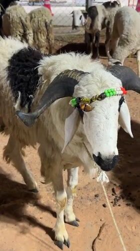 Decorated sheep spotted at illuminated castle entrance in Bengaluru