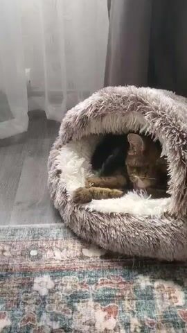 A tabby cat is sleeping curled up in a round, fluffy cat bed. The bed is gray on the outside and white on the inside and is placed on a rug. The cat is lying on its side with its paws tucked in. The background shows a window with sheer curtains and a dark gray curtain. The lighting appears to be natural light coming from the window.