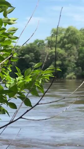 This is a vertical video taken outdoors on a sunny day. The foreground features a branch with vibrant green leaves extending from the left side of the frame, partially obscuring the view of a body of water. The water is a murky brown color and appears to be flowing, with ripples visible on its surface. In the background, a dense line of lush green trees creates a natural backdrop. The sky above is a clear, bright blue. The focus shifts slightly throughout the clip, highlighting both the foliage and the movement of the water. There are no people or animals visible in the video.