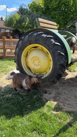 Spring day scenes captured across London neighborhood markets and parks
