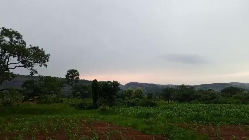 The video begins with a wide shot of a rural landscape in Gidan Jatau, Nigeria. The foreground is dominated by a cultivated field with rows of young green plants, likely corn, growing in reddish-brown soil. Beyond this field, lush green vegetation covers the land, with numerous trees of varying sizes and shapes. In the mid-ground, more dense foliage gives way to a backdrop of rolling hills and mountains.

The sky is overcast, with a soft, diffused light suggesting either dawn or dusk. The light is strongest towards the horizon, where a pale pinkish-orange glow hints at the sun's position behind the clouds or hills. The overall mood is serene and tranquil, characteristic of a peaceful rural setting at the cusp of day or night.

As the video progresses, the camera zooms in slightly, offering a closer view of the textured hills. The mountains in the distance appear rugged and covered in vegetation. The dense trees in the mid-ground are a dominant feature, creating a sense of depth and natural abundance. The sky remains a uniform, pale gray, contributing to the soft, atmospheric lighting.

There are no people or specific objects visible in the scene, other than the crops and the natural elements of the landscape. The activity taking place is implied to be the natural progression of time in a rural agricultural setting. The location cues (Gidan Jatau, Nigeria) and the visual elements combine to present a picture of Nigerian countryside. The weather appears calm, with no indication of rain or strong winds. The time of day is ambiguous but leans towards either early morning or late evening due to the soft, diffused light and the subtle color in the sky.
