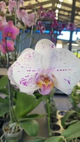 The video shows a close-up of a white orchid with purple spots. The orchid is in bloom and has several petals. The background is blurred but appears to be a greenhouse or nursery with other orchids and plants. The lighting is bright, suggesting it is daytime. There are no people or animals visible in the video.