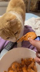 Cat content, shrimp, and home vibes in Belgorod