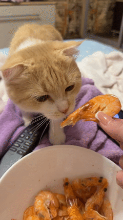 Cat content, shrimp, and home vibes in Belgorod