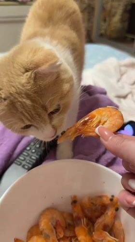 Cat content, shrimp, and home vibes in Belgorod