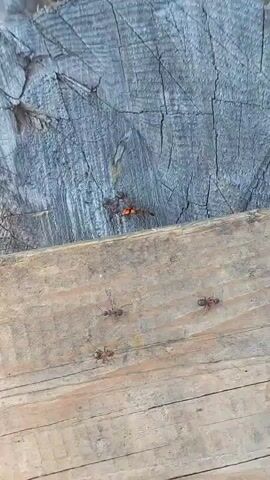 The video shows ants interacting with a small, orange and black insect on a rough, weathered wooden surface. The insect appears to be dead or incapacitated. Several ants are clustered around it, appearing to carry or drag it. The background consists of a rough, grey, tree-like surface. The lighting suggests it is daytime.