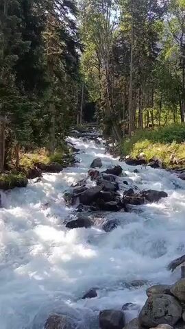 The video shows a view of a fast-flowing river with white water rushing over rocks. The river is surrounded by a lush green forest with tall trees. The camera pans slightly to the right, revealing a path and a road with a traffic light. The scene appears to be a natural setting with some man-made infrastructure nearby.