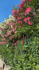 Urban oleander blooms documented along residential streets and sidewalks