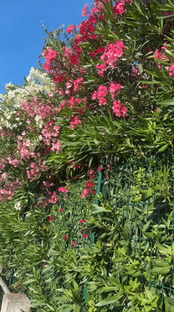 Urban oleander blooms documented along residential streets and sidewalks