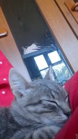 A close-up video shows a grey tabby kitten sleeping soundly, nestled against a red blanket with white stars. The kitten's eyes are closed, and its fur is soft and fluffy. In the background, a long, thin mirror reflects a window with multiple panes, and hints of greenery can be seen outside. The mirror is positioned vertically, and a wooden surface, likely a door or cabinet, is visible above it. The overall impression is one of peaceful domesticity.