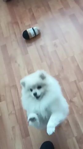 A short video shows a small, white dog standing on someone's foot. The floor is light brown wood laminate. A stuffed toy, shaped like a football, lies on the floor in the upper portion of the frame. A bookcase can be seen to the left, with books and papers on the shelves. The person's leg, clad in black sweatpants and a dark slipper, is visible below the dog. The dog is looking up at the camera, panting.