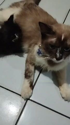 A medium shot shows a cat lying on a tiled floor, with a black kitten nursing from its side. The cat is light brown and white with darker brown markings on its legs and face. It has a blue tag on a collar around its neck. The kitten is entirely black. The tiled floor is light blue and white.