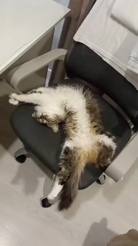 The video shows a cat sleeping in a swivel chair. The chair is gray with mesh fabric on the back. The cat is lying on its back with its paws outstretched, and its tail hanging off the edge of the chair. The cat is mostly white with brown markings. There is a white desk and clothing visible in the background. The floor is light-colored.