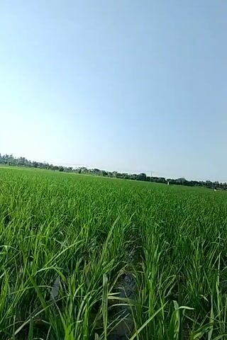 The video displays a vast, green rice paddy under a clear, bright sky. The camera is positioned at ground level, looking across the field. Tall, lush green rice stalks dominate the foreground, with rows of plants visible extending into the distance. A thin layer of water is apparent between the rows of rice. In the far distance, a line of trees and some buildings can be seen, suggesting a rural landscape. The overall impression is one of natural beauty and agricultural abundance.