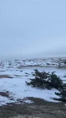 The video shows a winter landscape covered in snow. The terrain is undulating, with small dunes or hills. There are scattered trees and shrubs throughout the scene. The sky is overcast and a pale gray color.  The camera pans slowly to the right, revealing more of the snowy landscape. In the background, a dark line of trees can be seen bordering a body of water. The overall scene is quiet and serene.