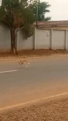 The video shows a light-colored dog standing in the middle of a paved road. The dog is facing left and appears to be sniffing the ground. There is a white line painted on the road. Behind the dog and to the left is a tree with green foliage. Behind the tree and the dog is a grey concrete wall with some objects attached to it. The sky is overcast. The ground on the side of the road is made of gravel and dirt.