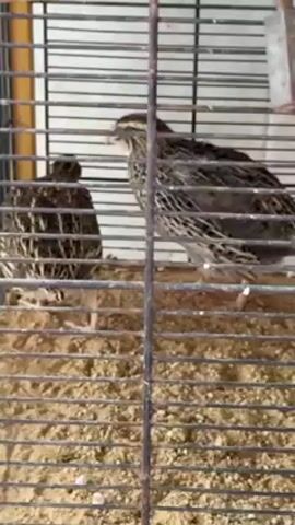 The video shows a cage with two quails in it. The cage has a wire mesh and a sandy floor. There is a small water dispenser attached to the inside of the cage. The camera then pans to show the outside of the cage to be inside of what appears to be a car repair shop.