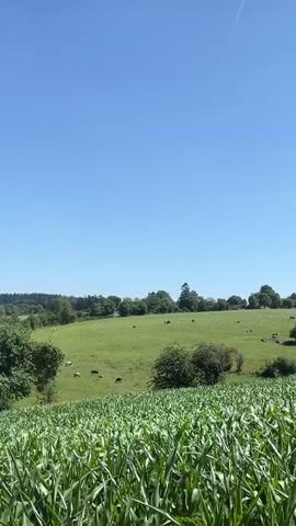 The video pans across a rural landscape under a clear blue sky. In the foreground, a field of tall green corn stalks dominates the lower half of the frame. Beyond the cornfield, a rolling green pasture stretches into the distance, dotted with several cows grazing. A cluster of trees stands in the mid-ground, with more trees and vegetation lining the horizon. The overall impression is one of a tranquil, sunlit countryside.