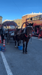 Street activity around St. Isaac's Cathedral draws crowds, carriages