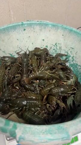 A still shot, captured from a high angle, shows a large, green plastic tub overflowing with a multitude of dark green crayfish. The tub is partially submerged in a white digital scale, with the weight reading displayed in red digits as 700.4. The background consists of a light brown tiled wall. The crayfish are piled high, some with antennae extended, and appear to be alive and moving, creating a dynamic and densely packed scene.
