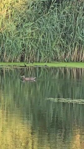 A lone duck swims in a body of water. The duck is a brown and white mottled color and is swimming from left to right in the frame. The water is dark green and reflects the reeds that line the far bank. The reeds are tall and green, and they form a dense wall behind the duck and the water. The water is slightly rippled, and there are patches of green algae on the surface. The overall impression is one of a peaceful and natural scene.