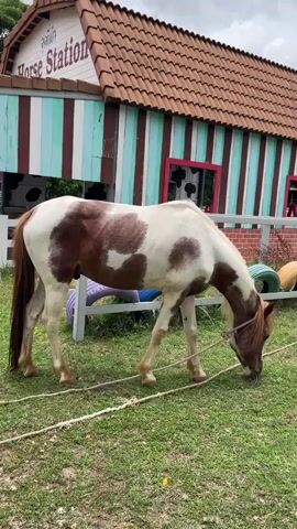 A piebald horse with brown and white patches is grazing in a grassy area. The horse is tethered by a rope around its neck. In the background, a colorful building with a sign that reads "Horse Station" is visible. The building is painted with vertical stripes of various colors, including green, white, and brown, and has a brown tiled roof. A white fence runs in front of the building. The sky appears cloudy. The overall scene suggests an outdoor recreational area or a farm.