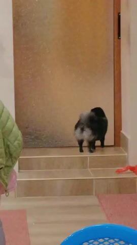 The video shows a small, black Pomeranian dog standing on a set of tiled steps leading up to a partially frosted glass door. The dog is positioned with its back initially towards the camera, then it turns to face forward, revealing its fluffy tail and small pointy ears.  The steps are tiled in a light tan color with a slightly textured surface. To the left of the steps, a light green quilted jacket hangs on something unseen. To the right of the steps, a red plastic bag is partially visible. The floor in the foreground is covered with a striped rug in pink and beige, with the edge of a blue plastic chair also visible. The wall is painted in an off-white color. Someone speaks the name "Bambi" in Italian.