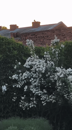 Dogs and garden blooms in a Liepāja backyard