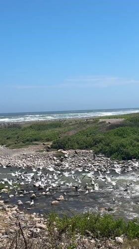 River flows to ocean through rocky terrain in Arica