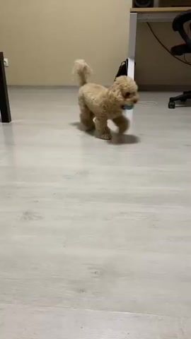 A small, tan poodle-like dog with curly fur is in a room with a light-colored laminate floor. The dog is moving from right to left, facing away from the camera. It has a fluffy tail held high. To the left of the dog, a blue ball is visible on the floor. In the background, a desk with a computer and chair is visible, as well as brown curtains and a white radiator. To the right of the dog, a green snuffle mat with brown trim is on the floor. The dog is sniffing at the snuffle mat and appears to be playing with a blue object, possibly a toy, near its mouth.