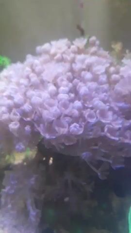 The video shows a close-up, slightly out-of-focus view of a coral colony in an aquarium. The coral is light pink or lavender in color and has a textured, branching structure with many small, cup-shaped polyps. The polyps appear to be extended and slightly swaying. The background is blurred, but suggests an underwater environment with hints of green and darker tones, possibly representing other corals or aquarium decorations. The lighting is soft, illuminating the coral and creating subtle shadows.