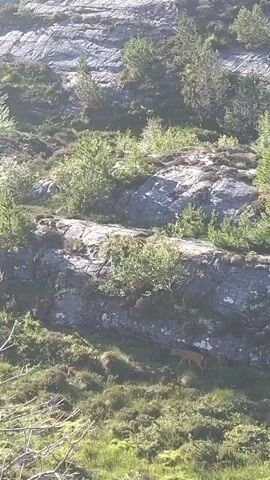 A deer walks across a rocky, grassy hillside dotted with small trees.