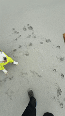 Overcast beach day captured with dog, selfies, and coastal exploration