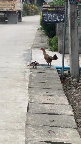 Two chickens, an adult and a chick, walk along a concrete drainage ditch next to a paved road. An adult chicken, facing left, stands on the edge of the ditch. A smaller chicken walks in front of it, also facing left. In the background, a truck drives down the road. A sign with Thai writing is visible on a post to the right of the chickens. The environment appears to be a rural or semi-rural area.
